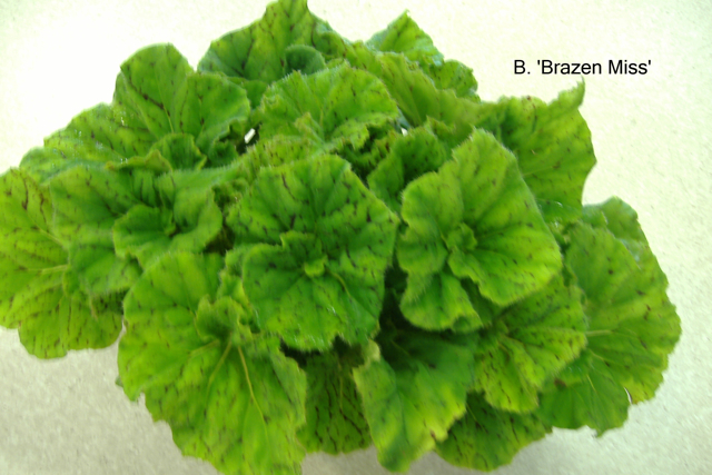 B. ‘Brazen Miss’